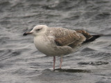 Kaspisk trut - Caspain Gull  (Larus cachinnans)