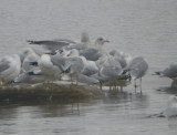 Thayers Gull