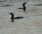 Neotropic Cormorants