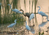 Reddish Egret