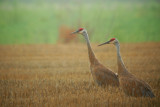 Sandhill Crane(s)