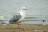 Glaucous-winged Gull