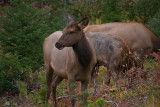 ICR2011_RMNP9979_ELKNPINES1PB.jpg