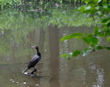 non-breeding double crested cormorant