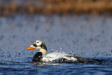 Brileider / Spectacled Eider