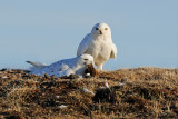 Sneeuwuil / Snowy Owl