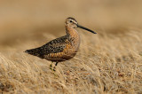 Grote grijze snip / Long-billed dowitcher