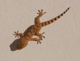 Muurgekko