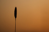 Gelijk het gras is ons kortstondig leven