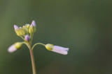 Pinksterbloem