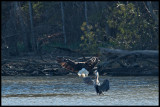 Bald Eagle vs. Blue Heron