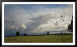 Bandurrias Tomando Vuelo