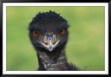 Emu I