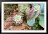 Kirstenbosch Gardens