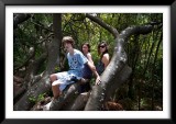 Kirstenbosch Gardens