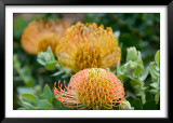 Protea Blossoms, Kirstenbosch Gardens