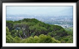 Kirstenbosch Gardens
