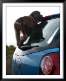 Baboons, Cape Point National Park