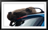 Baboons, Cape Point National Park