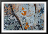 Lichen, Cape Point Lighthouse