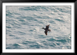 Cormorant, Cape Point Lighthouse