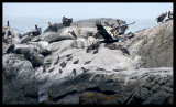 Pelicans and Penguins