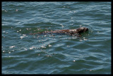 Chungungo (Lontra felina)