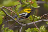 Black-throated Green Warbler (spring male)