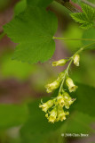 Wild Black Currant (Ribes americanum - Saxifragaceae)