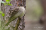 Eastern Wood-Pewee