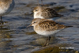 Pectoral Sandpiper