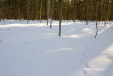 Red Fox tracks