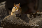 A Chipmunk & Two Butterflies