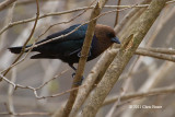 Brown-headed Cowbird (male)