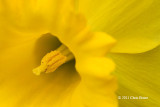 Spring Daffodil