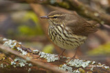 Northern Waterthrush