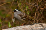 White-crowned Sparrow