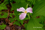 White Trillium (<em>Trillium grandiflorum</em>)