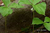 Nodding Trillium (Trillium cernuum)