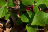 Purple Trillium (Trillium erectum)