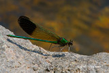 River Jewelwing male (<em>Calopteryx aequabilis</em>)