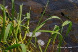 River Jewelwing males (<em>Calopteryx aequabilis</em>)