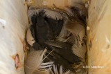 Tree Swallow Nest IV