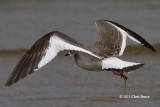 Sabines Gull (juvenile)