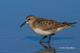 White-rumped Sandpiper