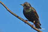 European Starling