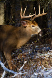 White-tailed Deer Buck Portrait IV