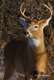 White-tailed Deer Buck Portrait III
