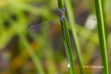 Swamp Spreadwing (<em>Lestes vigilax</em>)