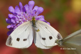 Cabbage White female (<em>Pieris rapae</em>)